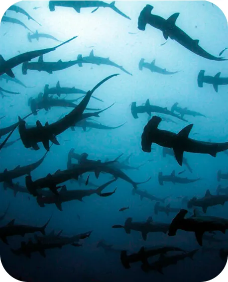 l&rsquo;impact sur la faune marine